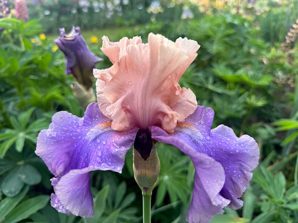 Iris 'Poem of Ecstasy'