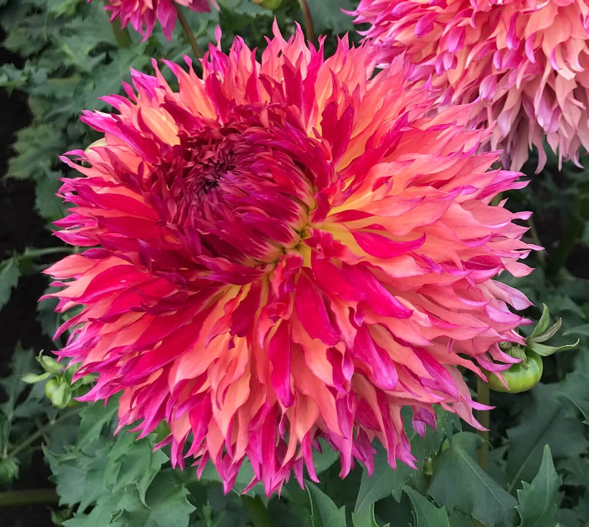 Dahlia 'Myrtle's Folly'