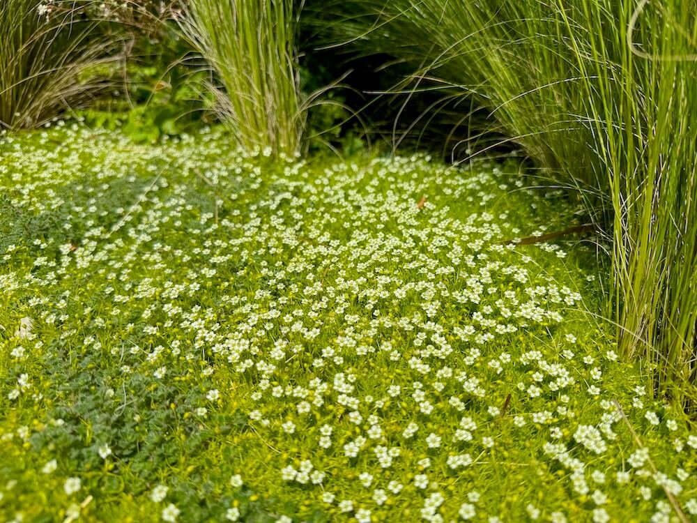 SCOTCH MOSS (Sagina)