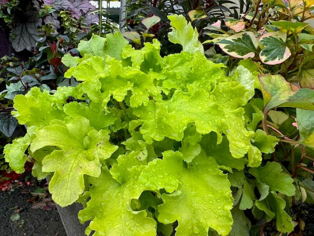 Heuchera x 'Lime Marmalade'