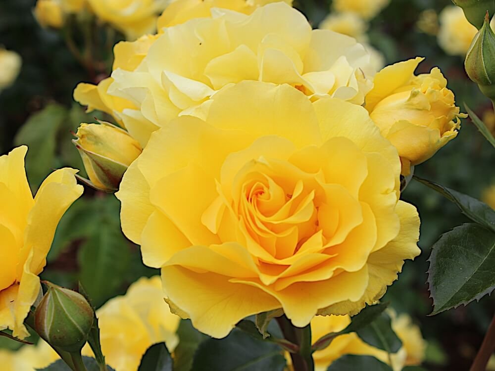 Types of Roses
