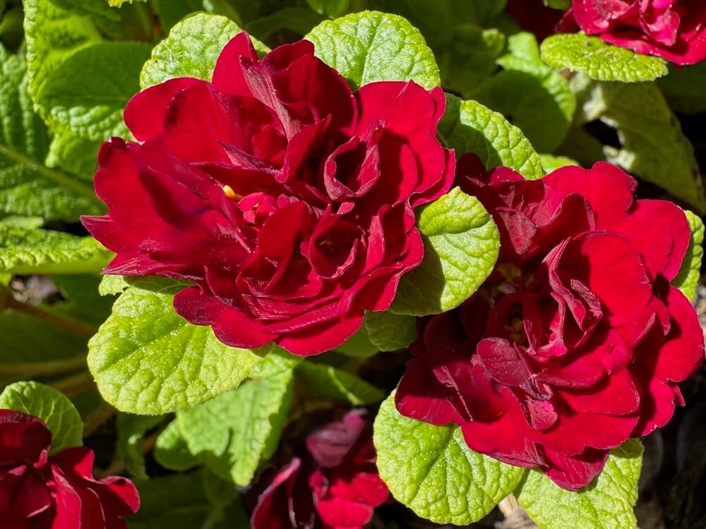 Primula vulgaris 'Belarina Valentine'