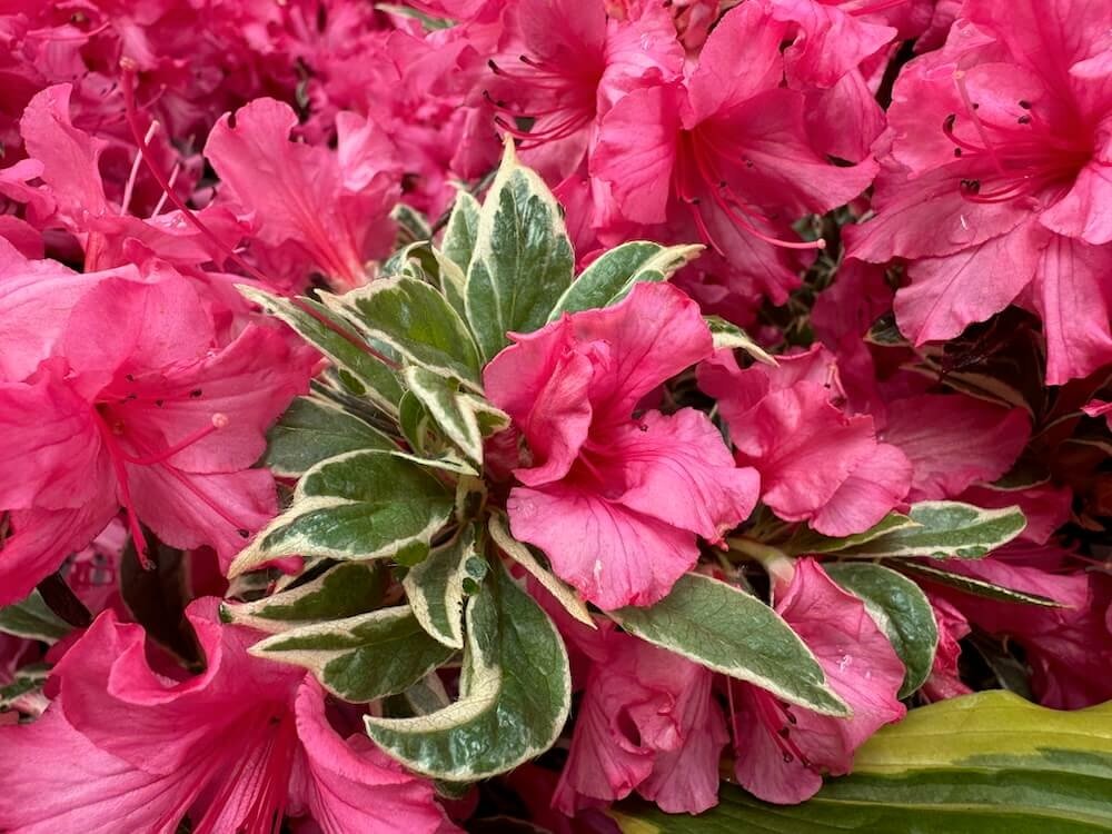 Rhododendron 'Silver Sword'