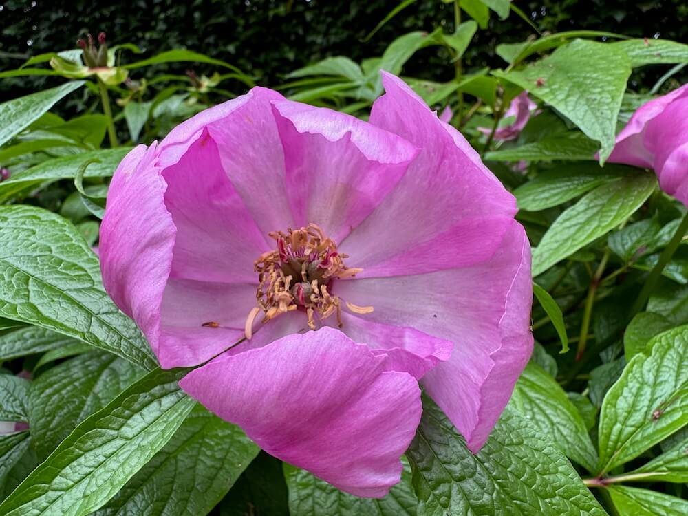 Paeonia mairei