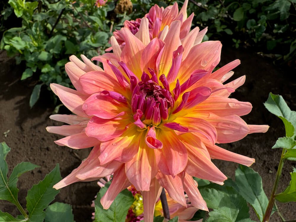 Dahlia 'Dreamcatcher'
