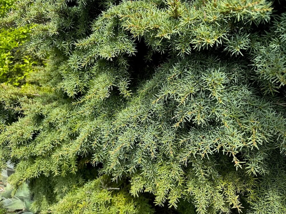 Tsuga mertensiana 'Elizabeth'