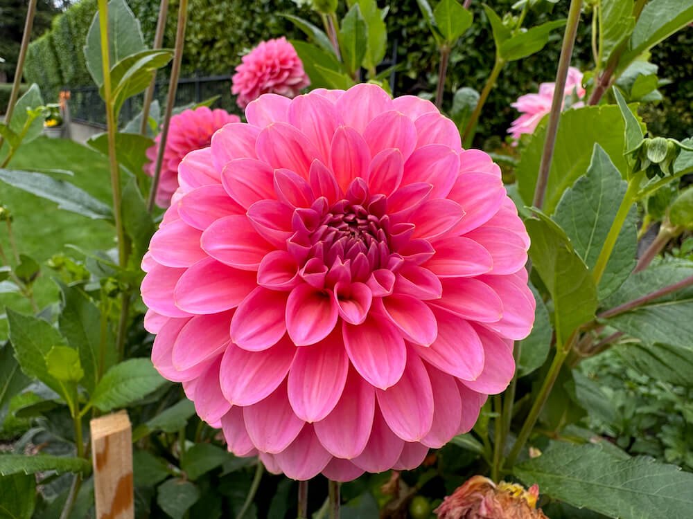 Dahlia 'Linda's Baby'