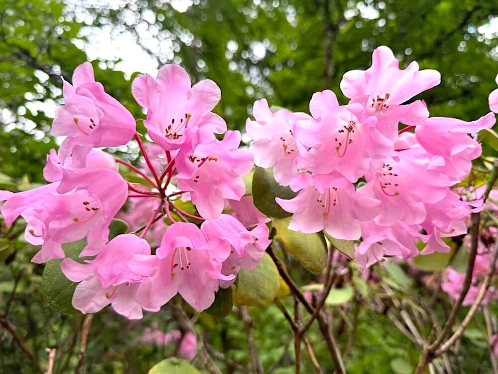 Rhododendron orbiculare