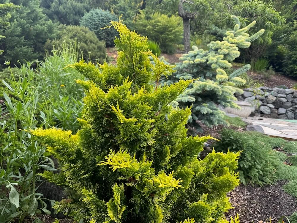 Chamaecyparis obtusa 'Sunspray'