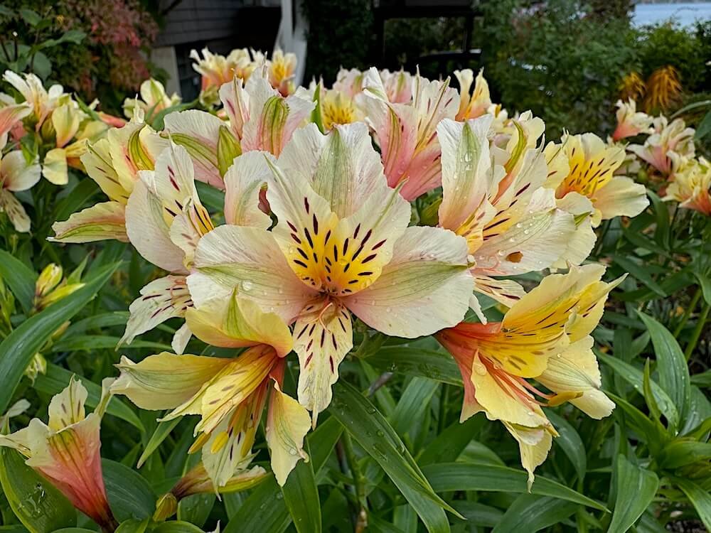Alstroemeria 'Inca Ice'