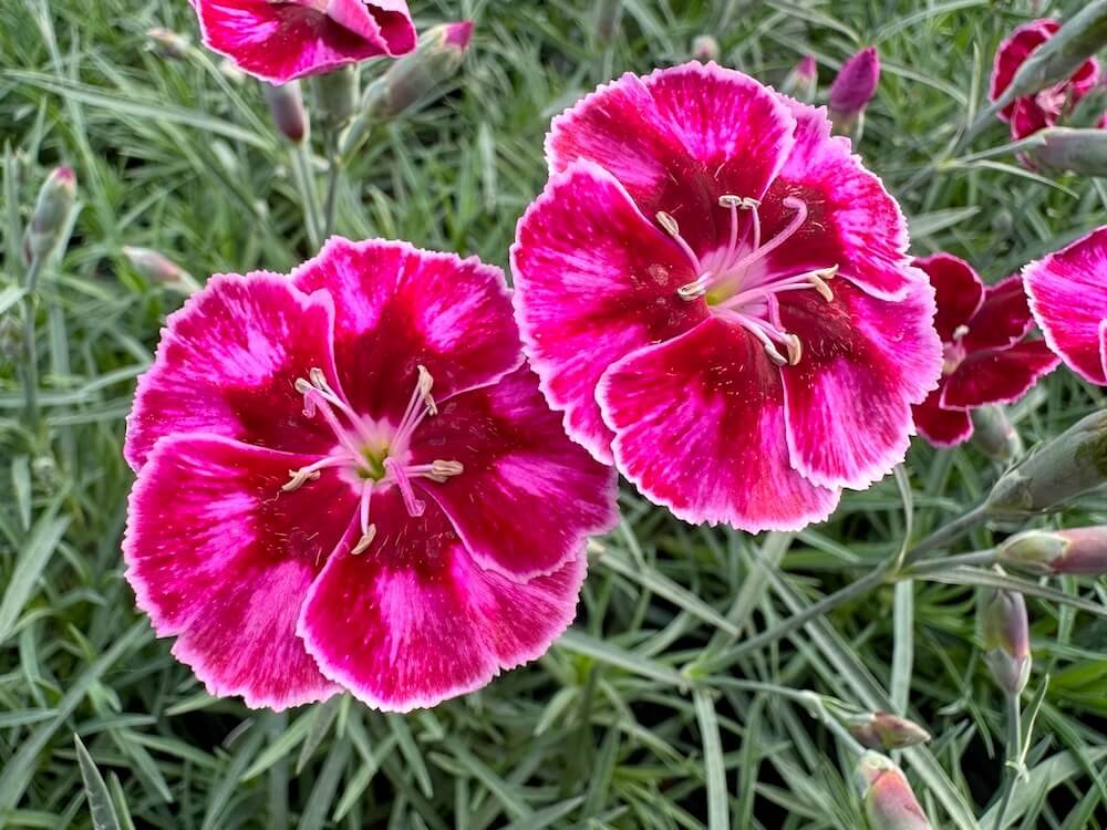 Dianthus hybrida 'Mountain Frost Ruby Glitter'