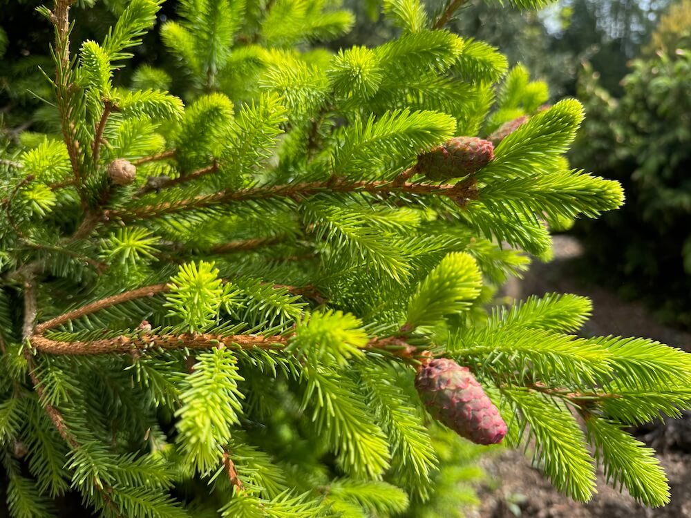 Picea abies 'Aty's Acrocona Pusch'