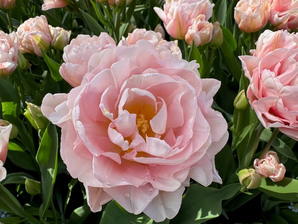 Tulipa 'Powderpuff'