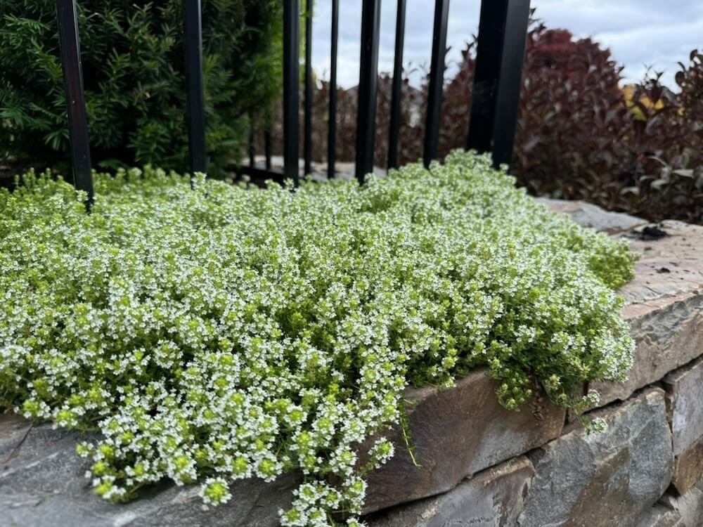 Thymus serpyllum ‘Alba’
