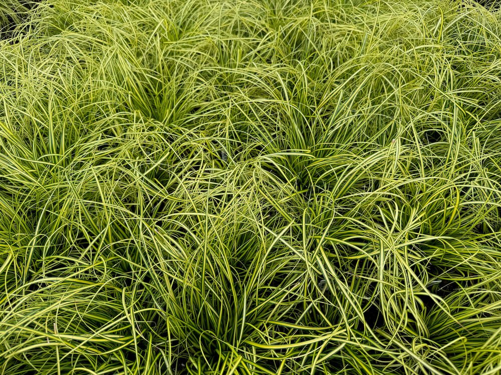 Carex oshimensis 'Eversheen'