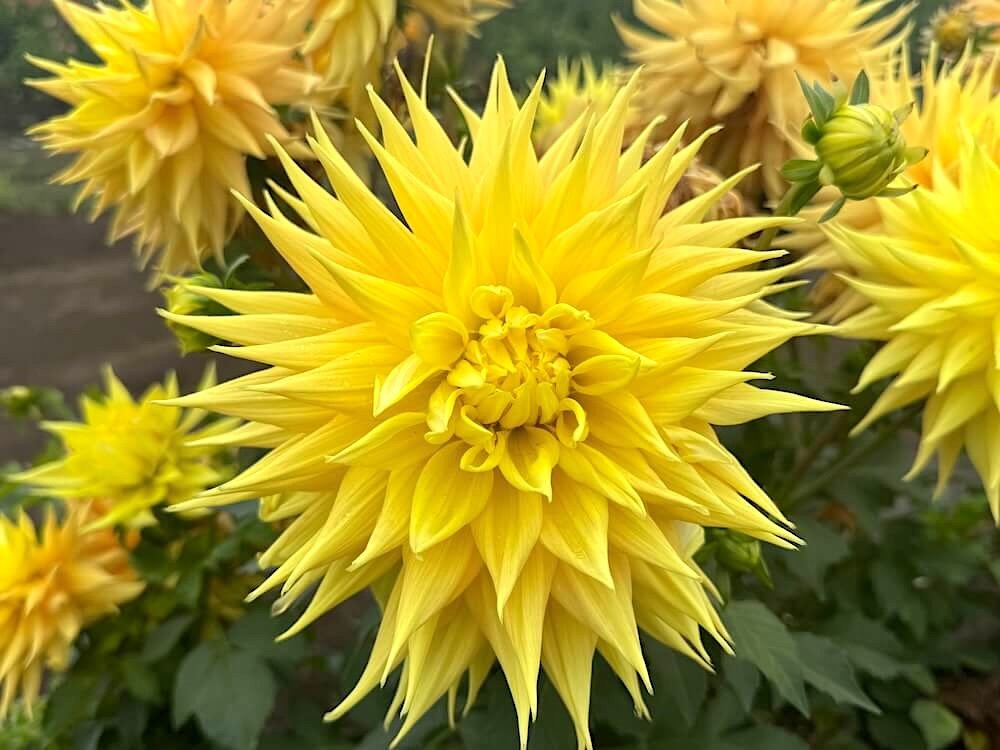 Dahlia 'AC Jeri'