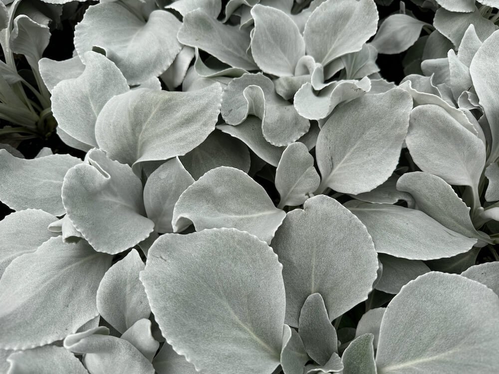Senecio candicans 'Angel Wings'
