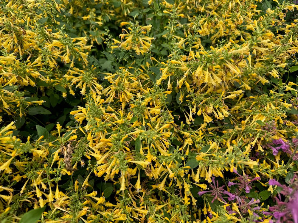 Agastache mexicana 'Balsumlem'