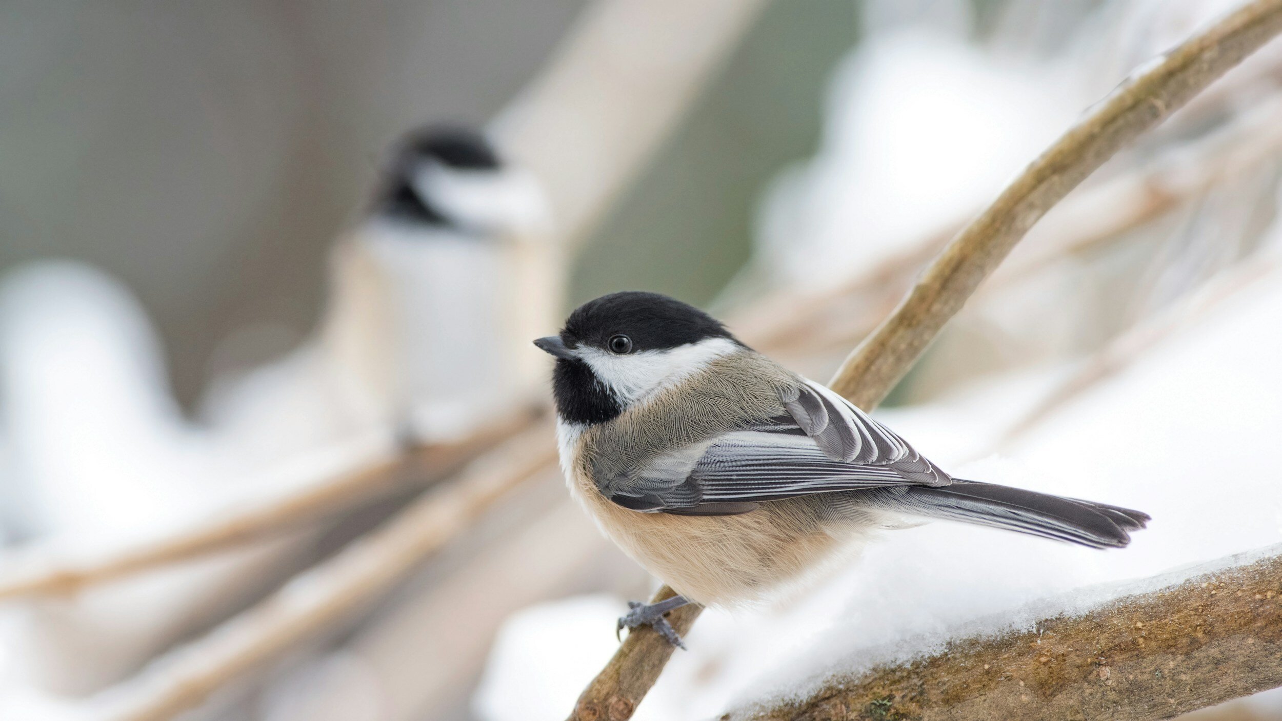 Supporting Birds Beyond Plants