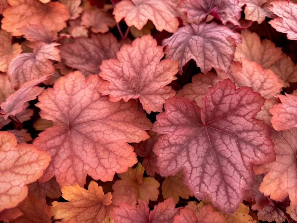 Heuchera 'Carnival Watermelon'
