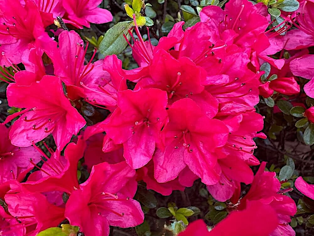 Rhododendron x 'Hino-Crimson'
