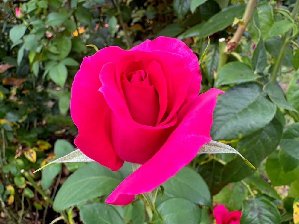 Rosa 'All My Loving'