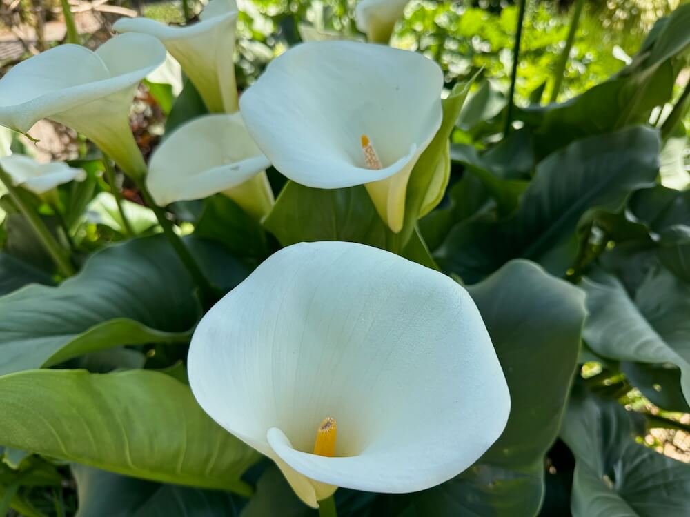 Zantedeschia aethiopica