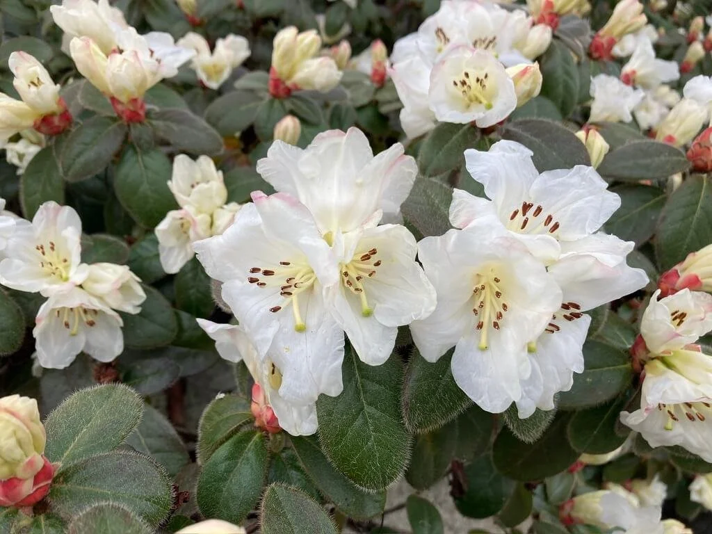 Rhododendron ‘Snow Lady’
