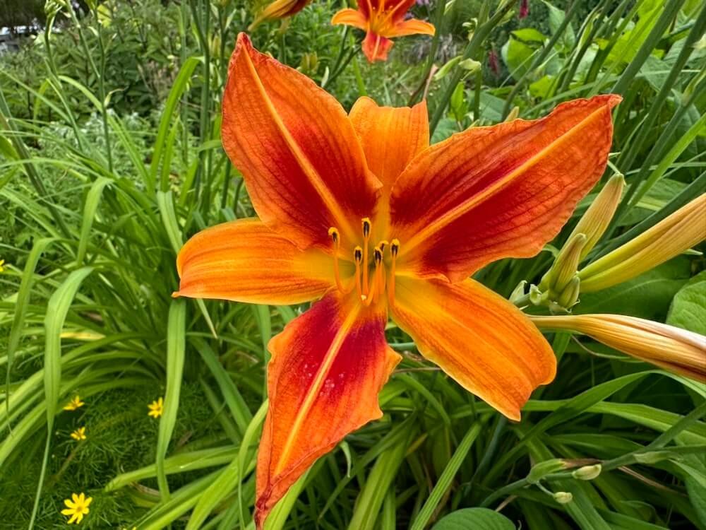Hemerocallis 'Barnegat Light'