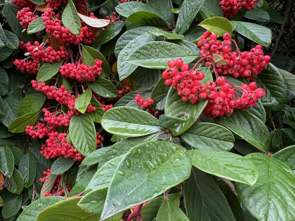 Cotoneaster coriaceus