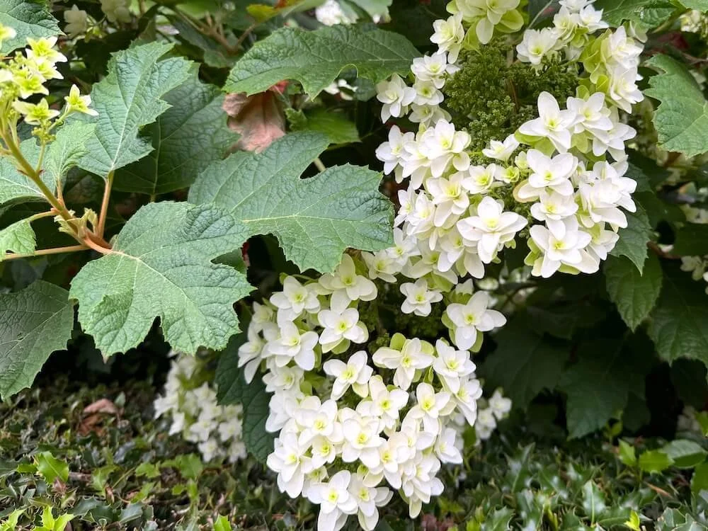 Fall Blooming Shrubs