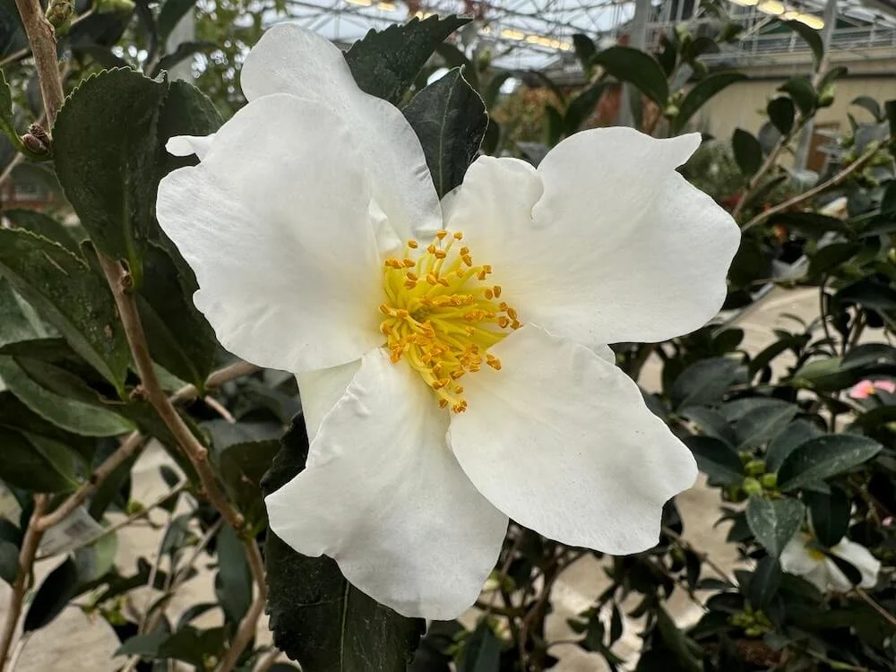 CAMELLIA