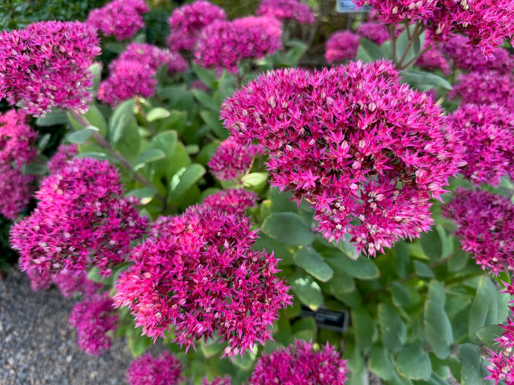 Hylotelephium spectabile 'Class Act'