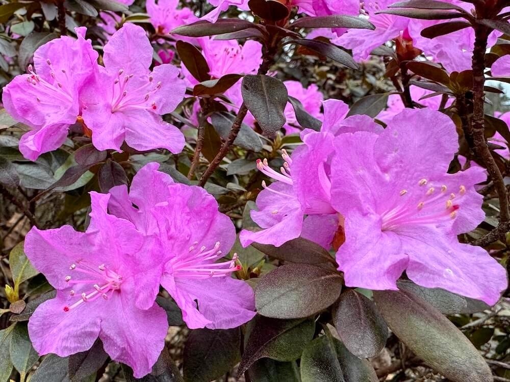 RHODODENDRON