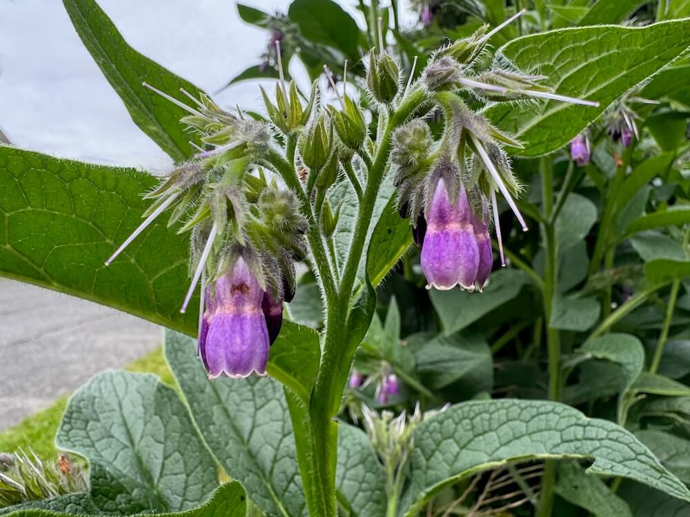 Symphytum × uplandicum