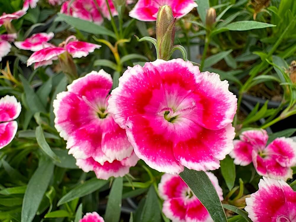DIANTHUS