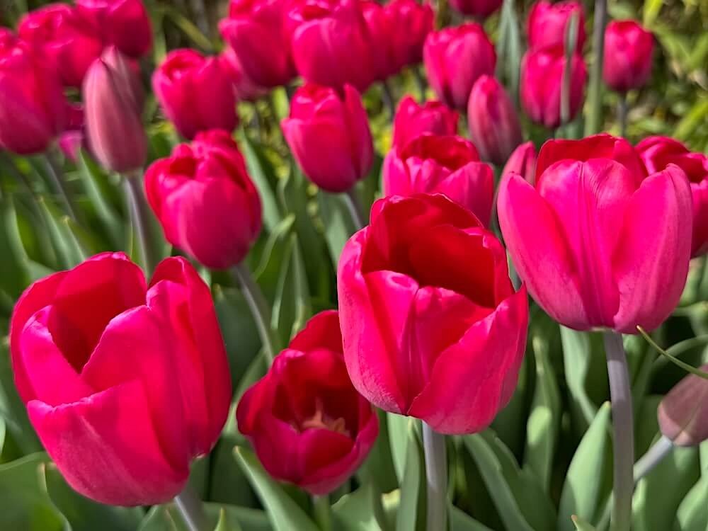 Tulipa 'Puma'