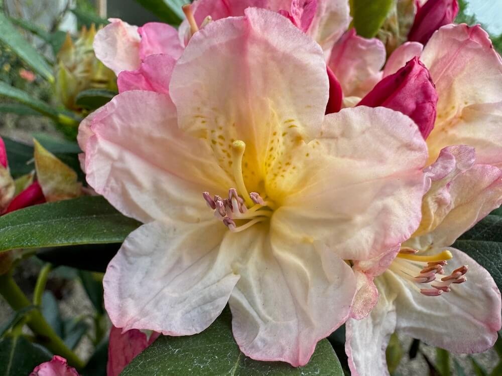 Rhododendron 'Percy Wiseman'
