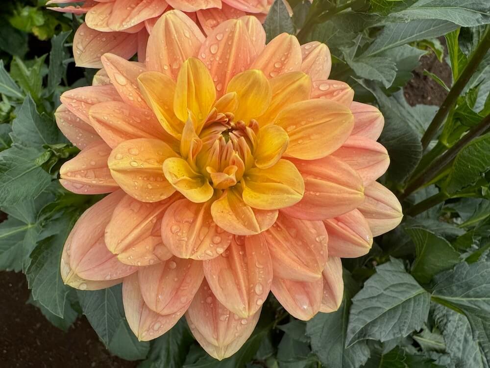 Dahlia 'My Forever'