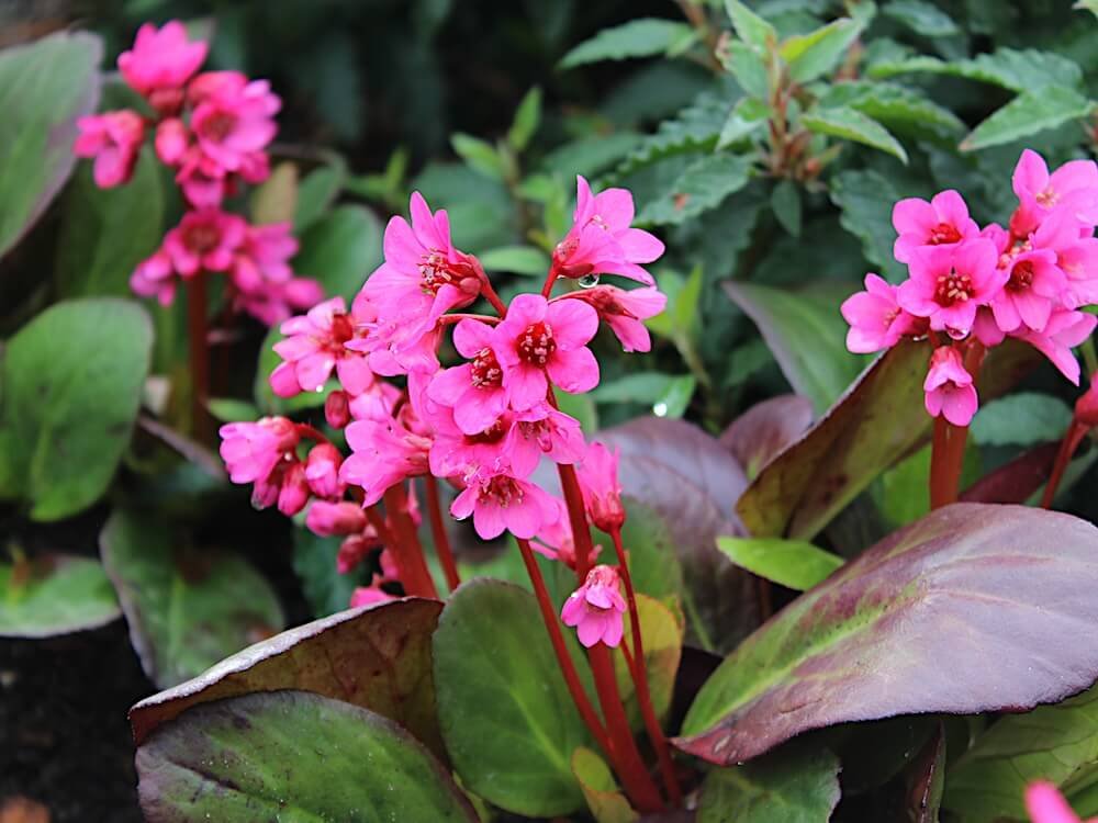 BERGENIA