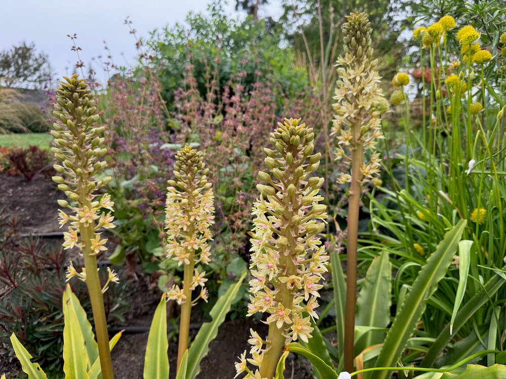 Eucomis comosa 'Glow Sticks'