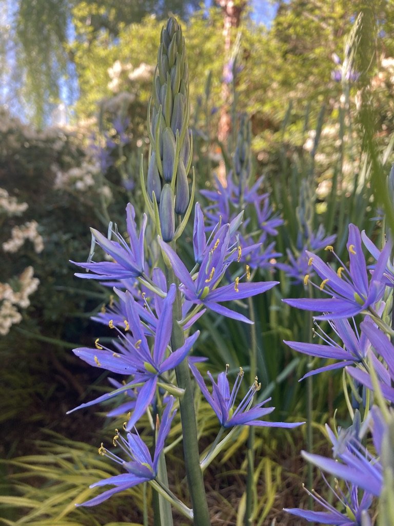 Camassia quamash
