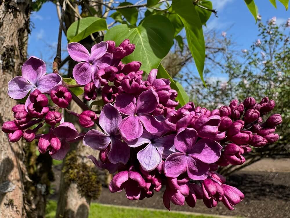 Syringa vulgaris 'Mrs. Bereasha'