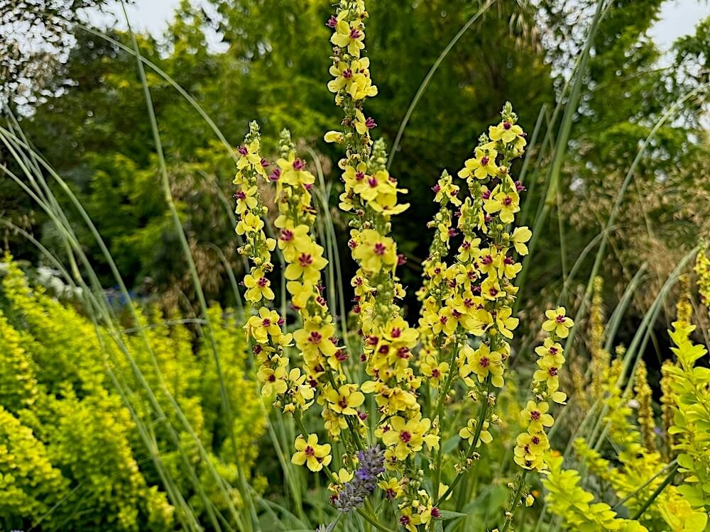 Verbascum nigrum