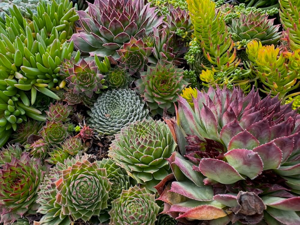 A dense arrangement of green, burgundy, pink, yellow and purple sedums in the late-season garden