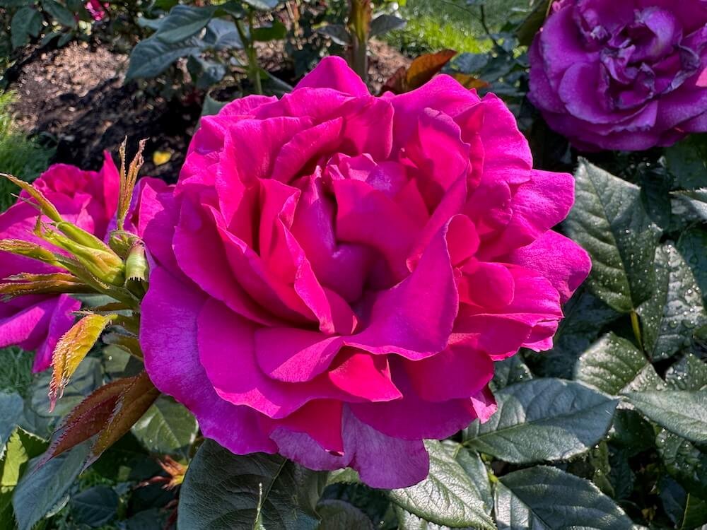 Rosa 'Perfume Factory'