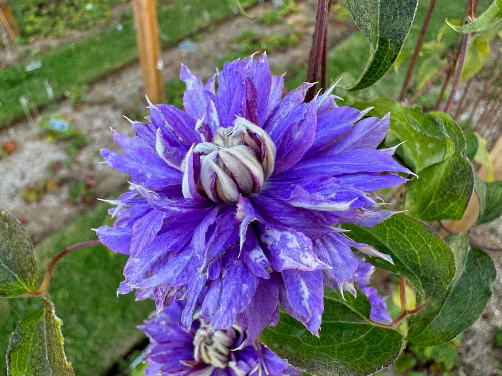 Clematis Diamantina 'Evipo039'