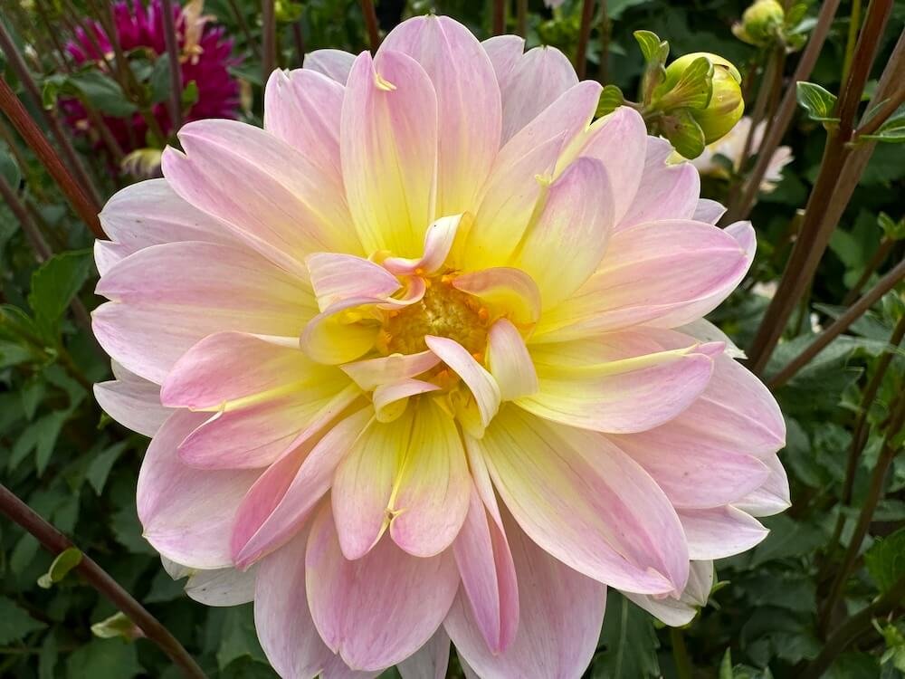Dahlia 'Bliss'