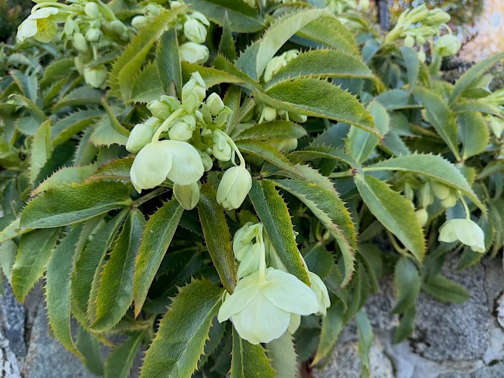 Helleborus argutifolius