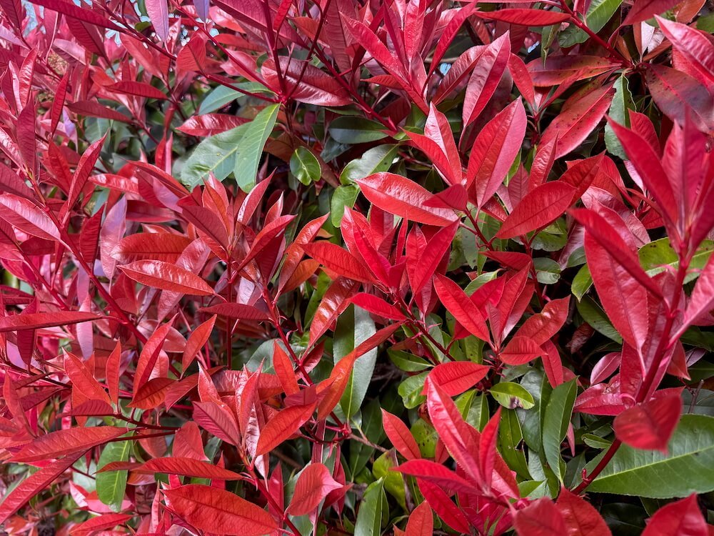 Photinia x fraseri